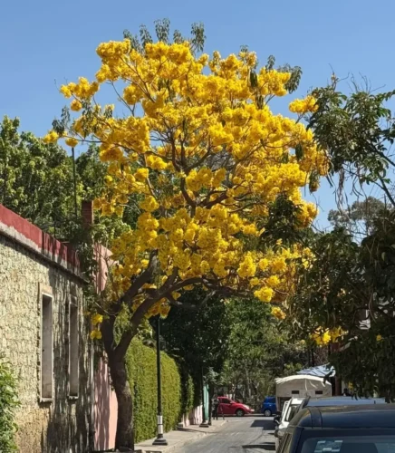 Un árbol de Primavera o Guayacán amarillo en plena floración vibrante se alza sobre una calle empedrada en Oaxaca, México. El árbol está lleno de miles de flores amarillas brillantes contra un cielo azul despejado. A la izquierda hay un edificio histórico de cantera verde y pared rosa. En el fondo, se ve el tráfico de una calle de la ciudad y más vegetación.