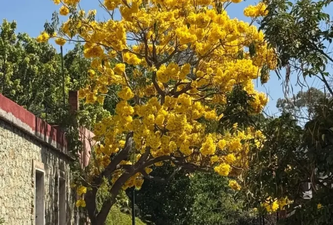 Un árbol de Primavera o Guayacán amarillo en plena floración vibrante se alza sobre una calle empedrada en Oaxaca, México. El árbol está lleno de miles de flores amarillas brillantes contra un cielo azul despejado. A la izquierda hay un edificio histórico de cantera verde y pared rosa. En el fondo, se ve el tráfico de una calle de la ciudad y más vegetación.